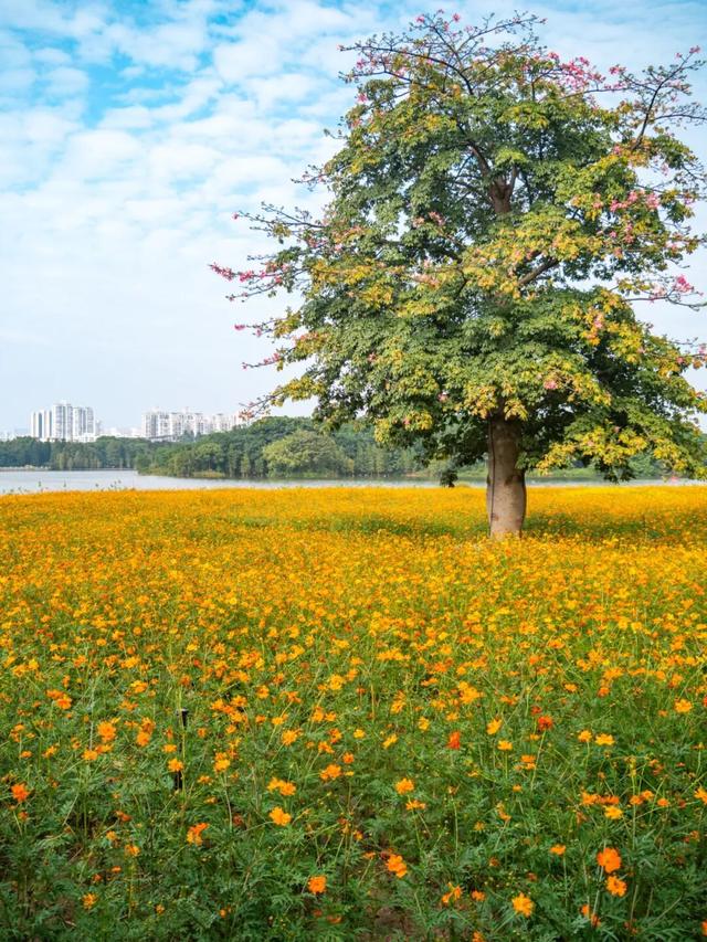 广州市区上万平方米“金色花海”，进入最佳观赏期