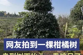 网友拍到一棵柑橘树，走到树下抬头一看惊呆了图片