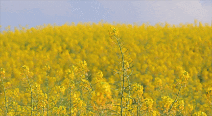 弥勒千亩油菜花海，太出片啦
