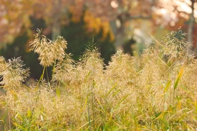 一分钟！我要知道日照这里的所有信息→