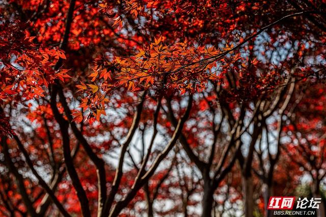 藏在长沙的冬日惊喜：乐喜湖的草木，还在演绎秋的余温