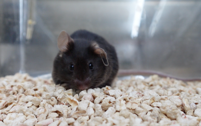 新华社邀你为“太空小鼠”取名啦