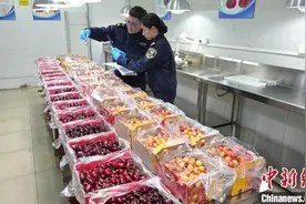 当季首架智利车厘子包机抢“鲜”抵沪图片