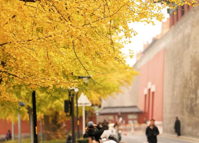 故宫筒子河畔，秋色醉人