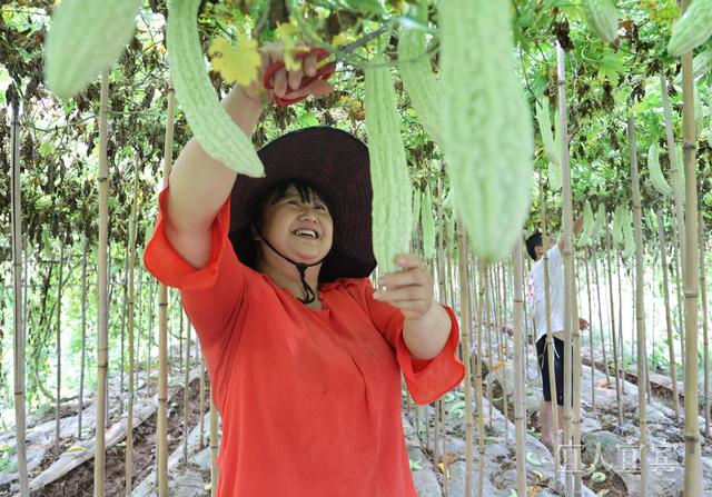 长江大保护十周年·百村蹲点调研行丨“长江第一湾”的回响