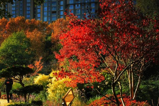 长宁的秋叶，红得醉人……