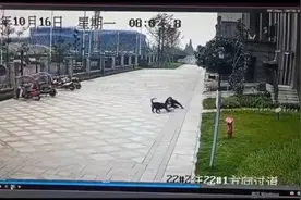 犬主须对禁养大型犬伤人行为负全责！成都曾有烈犬撕咬女童图片