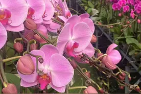 数量有限，福利款蝴蝶兰9.9元每株，抢位年宵花直播间图片