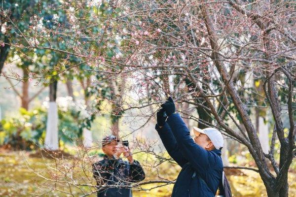 今年的早梅提前一个月开花了！武汉公园梅花与蜡梅同框争艳