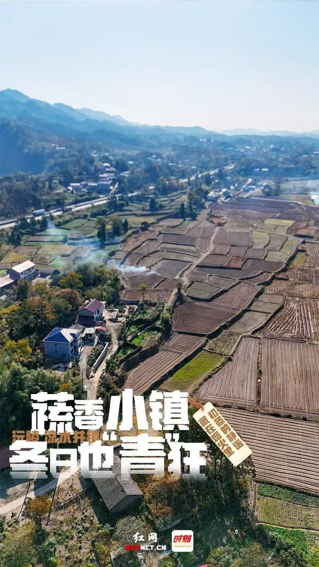 海报 | 沅陵凉水井：蔬香小镇冬日也“青”狂
