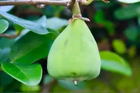 盘点那些被读错的植物｜薜荔VS芫荽：名字很“高级”，样子很普通！图片