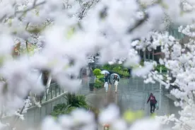 两江新区：雨中赏樱春意浓图片