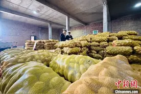 青海高原马铃薯首次出口中亚图片