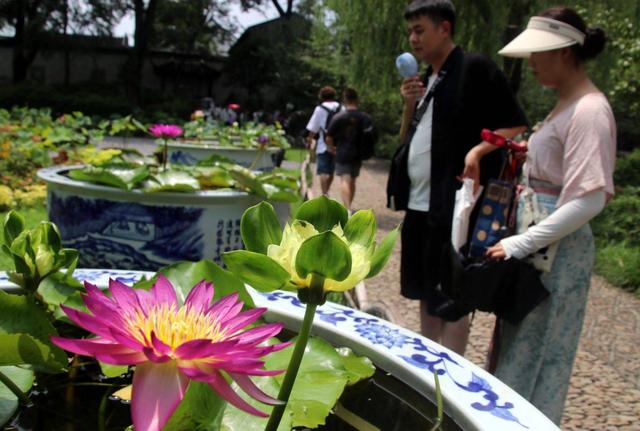 江苏苏州：香水睡莲醉游人
