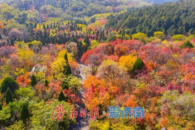 一年四季 泉在济南丨千佛山南坡红叶进入最佳观赏期，漫山尽披“秋日华服”！