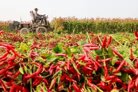 惊艳！丰收的颜色你见过吗？视频封面