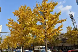 遍地“银杏黄”，有人捡回家泡水喝，专家紧急提醒图片