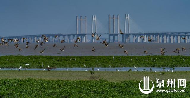 冬景缤纷似春华 来泉州赏南国冬韵图