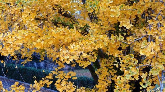 11月，是时候来一趟徐州了