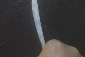 瓯江里可以钓带鱼？老渔民和专家都确认了图片