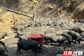 吃板栗 喝山泉 跑山猪奔跑在乡村振兴的路上图片