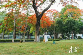 多图丨凤凰花开，肇庆“红”了！图片