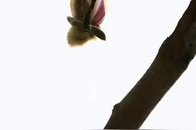 当花苞决定伪装成鸟：一场预谋整个冬季的春日枝头行为艺术图片