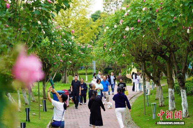 成都天府芙蓉园花开满园：吸引市民游客簇拥赏花拍照
