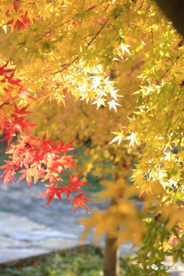 十年之约 | 全国民辅警及家属免费游宣恩矅天眼！