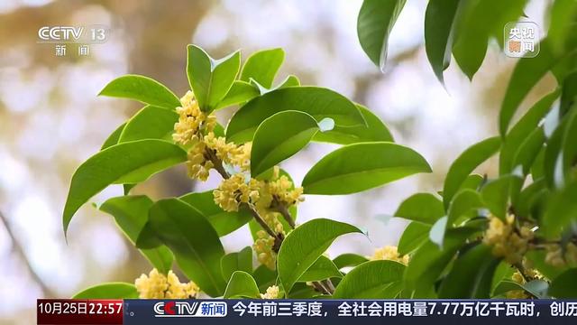 多地气温骤降 今年的秋天去哪儿了