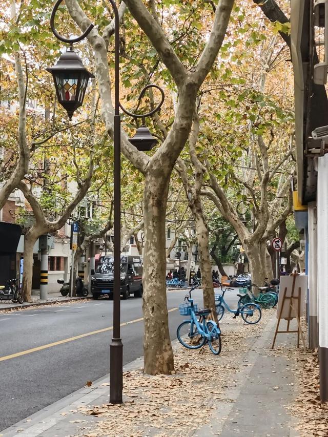 静安落叶景观道已就位！限时“治愈系地毯”已铺好，周末散步指南→