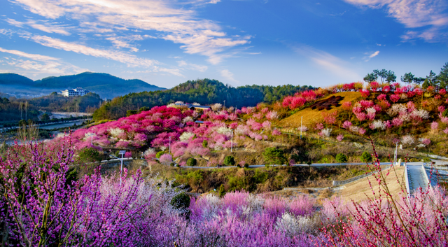 秋天来罗田，好“柿”正发生！
