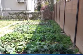 上海有小区出现土拨鼠，紧急提醒：不要摸，不要碰！图片