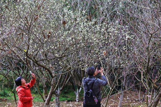 暖阳与梅香 映照昆明冬日旅居新图景