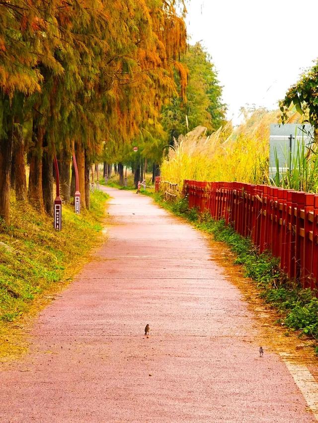 视觉增城｜落羽杉披“红妆” ！快来解锁增城冬日生态画卷