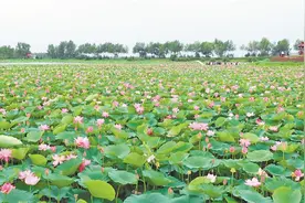 夏日田园 如诗如画图片