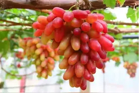 葡萄满架紫香飘 来江苏邂逅夏日甜蜜！图片