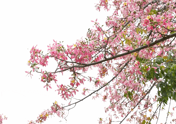 粉色花海，已开遍龙华