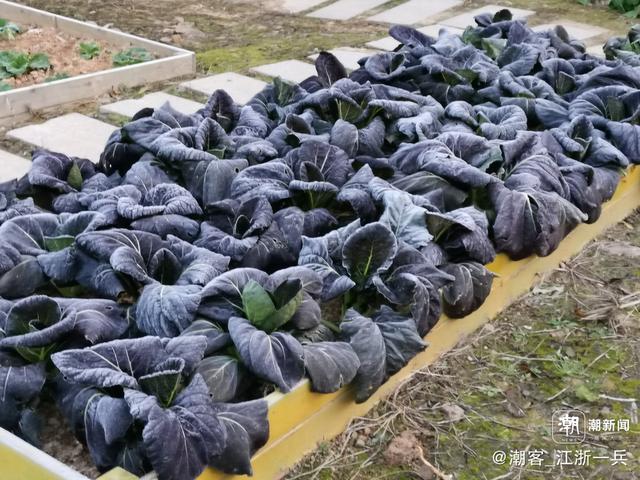 写点生活｜长兴水口疗养记