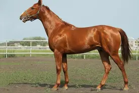 暮色嘶鸣：苏德战场上的马与最后的骑兵图片