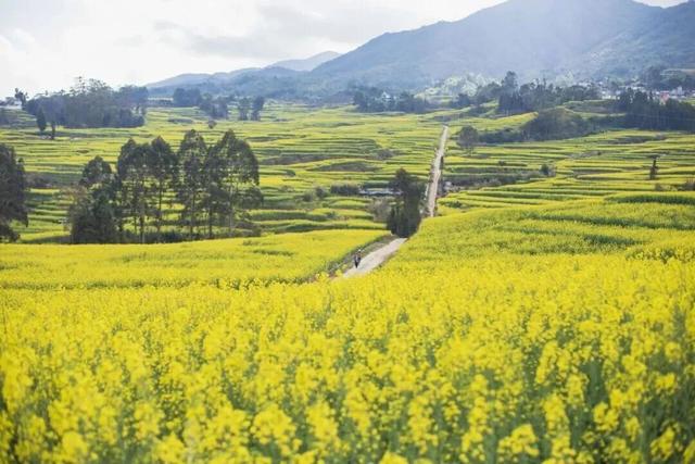 没看错！云南第一波油菜花已经金灿灿啦