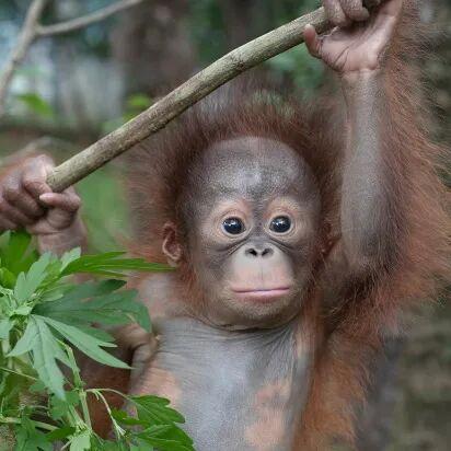 南京红山森林动物园最新通知：免费！