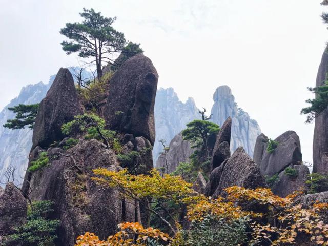 出片率100%！黄山风景区进入最佳赏秋期