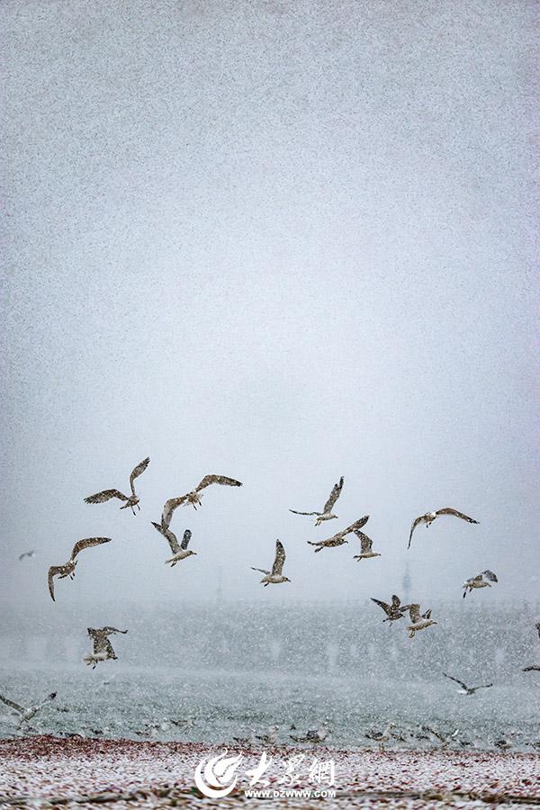 四季予你｜烟台：雪舞海畔，海鸥争涛