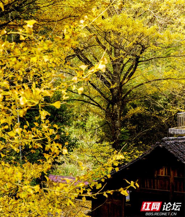 秋风作画，银杏成诗：永州桐子坳正迎来颜值巅峰