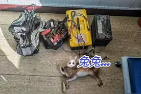 贪吃“野味”！莱阳多人落网……图片