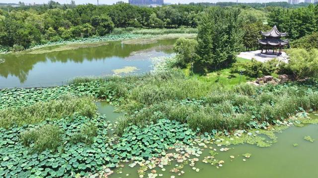 来宿城，打卡我“荷”你的浪漫
