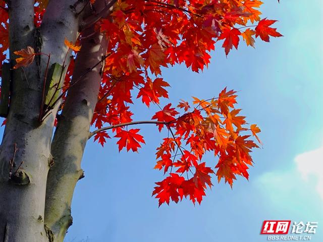 秋游时刻丨当秋日遇 “意外”，鱼形山用一湖碧水、满道红枫作答