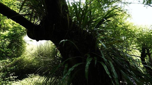 鹤峰：清凉入画小甘溪