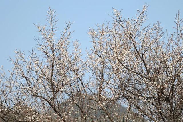 桂林平乐张家镇300亩青梅花绽放 游客纷至赴“梅”约